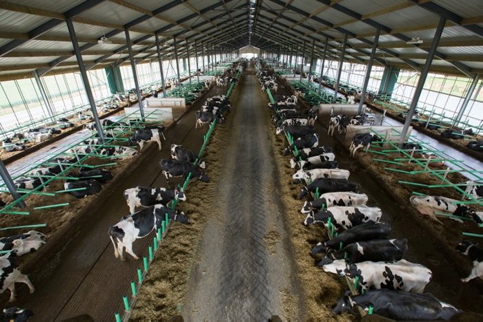 Les vaches sont actuellement réparties sur trois espaces distincts dans le bâtiments.